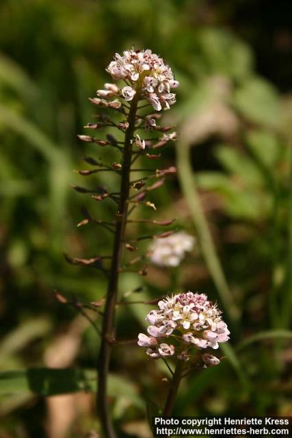 Photo: Thlaspi caerulescens 6.