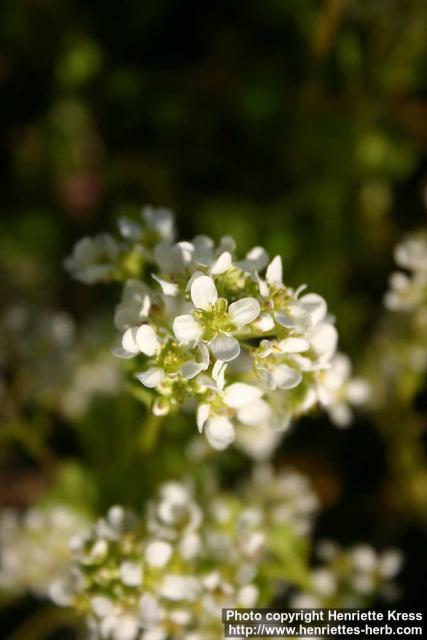 Photo: Thlaspi caerulescens 9.