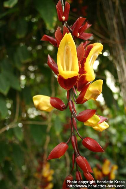 Photo: Thunbergia mysorensis.