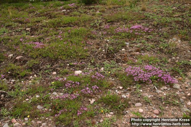 Photo: Thymus serpyllum 19.