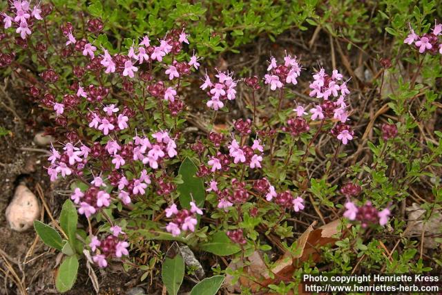 Photo: Thymus serpyllum 20.