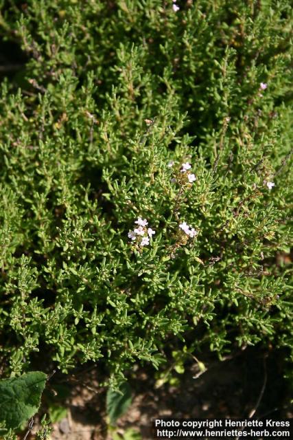 Photo: Thymus vulgaris 14.