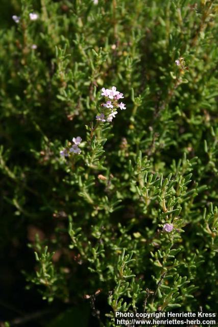 Photo: Thymus vulgaris 15.