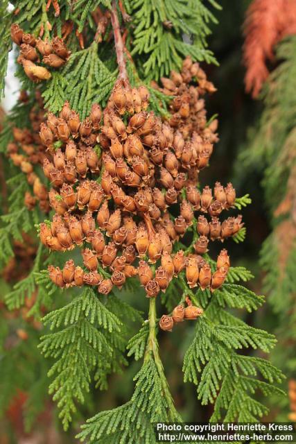 Photo: Thuja plicata 13.