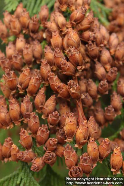 Photo: Thuja plicata 14.