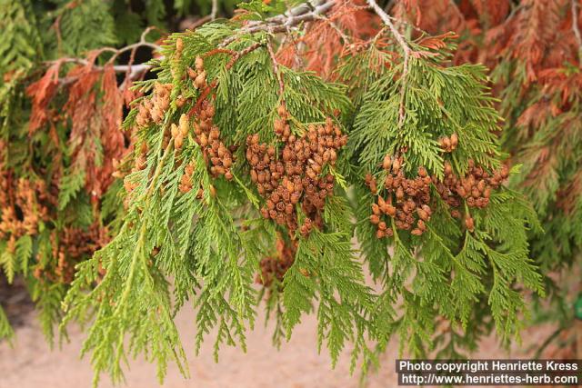 Photo: Thuja plicata 15.