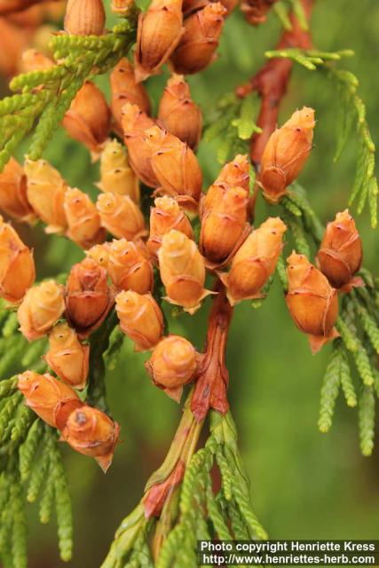 Photo: Thuja plicata 17.