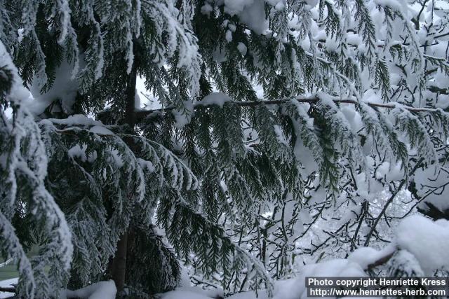 Photo: Thuja plicata 05.