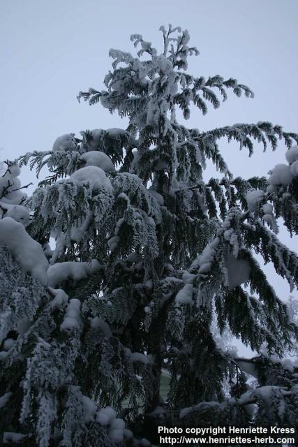 Photo: Thuja plicata 06.