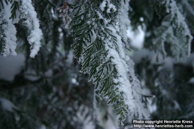 Photo: Thuja plicata 07.