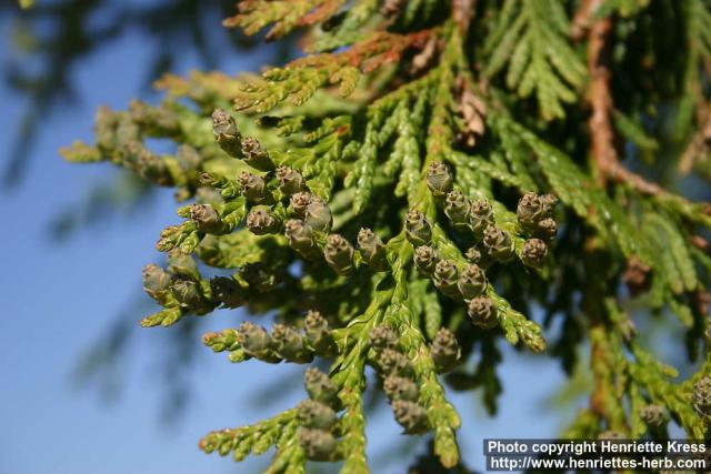 Photo: Thuja plicata 10.