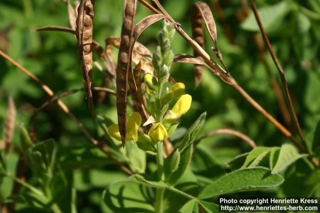 Photo: Thermopsis lupinoides 0.