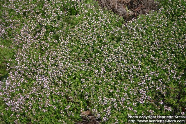 Photo: Thymus vulgaris 16.