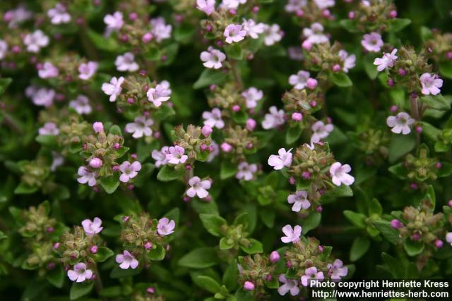 Photo: Thymus vulgaris 17.