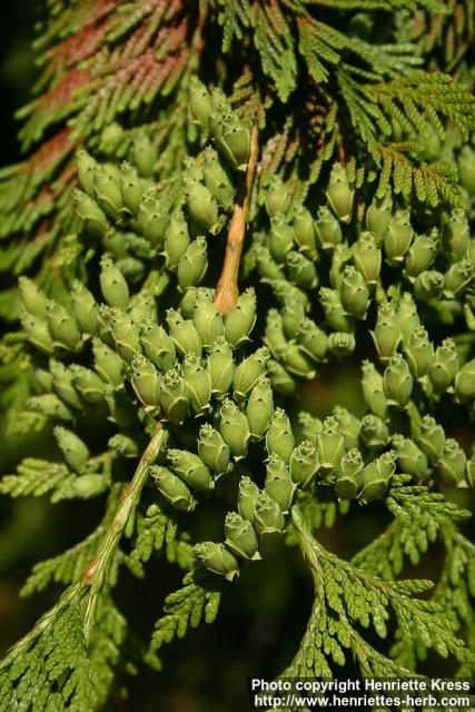 Photo: Thuja plicata 12.