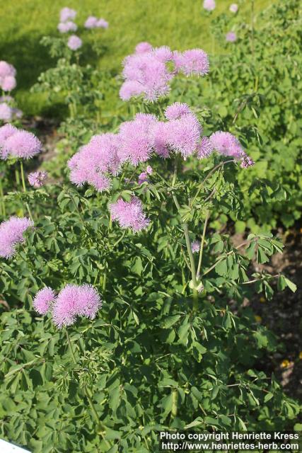 Photo: Thalictrum aquilegifolium 10.