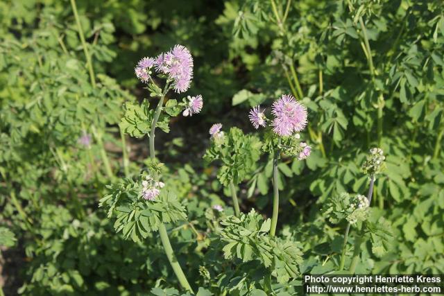 Photo: Thalictrum aquilegifolium 11.