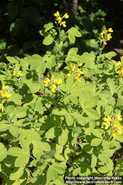 Photo: Thermopsis lupinoides 2.