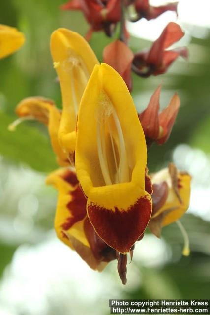 Photo: Thunbergia mysorensis 3.