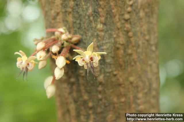 Photo: Theobroma cacao 9.