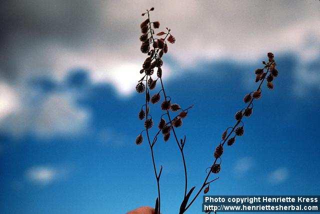 Photo: Thysanocarpus curvipes.