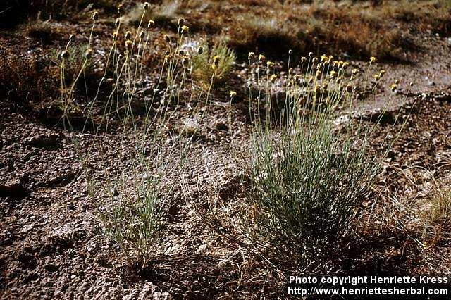 Photo: Thelesperma megapotamicum.