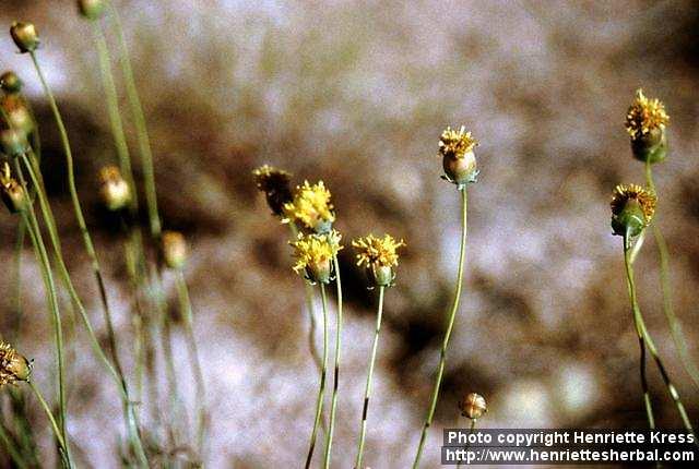 Photo: Thelesperma megapotamicum 1.