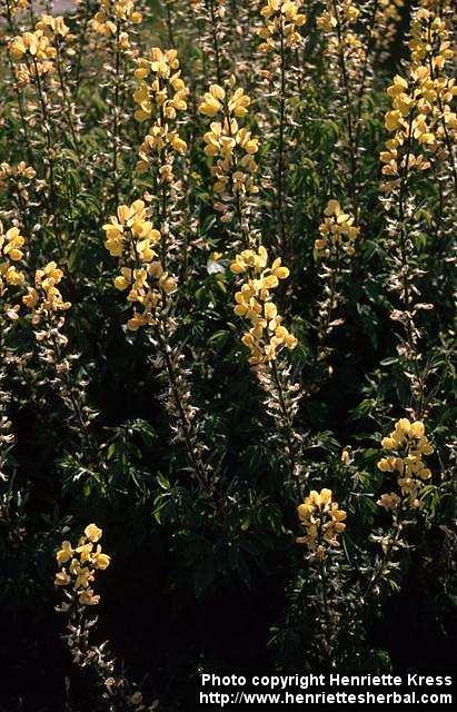 Photo: Thermopsis montana 3.