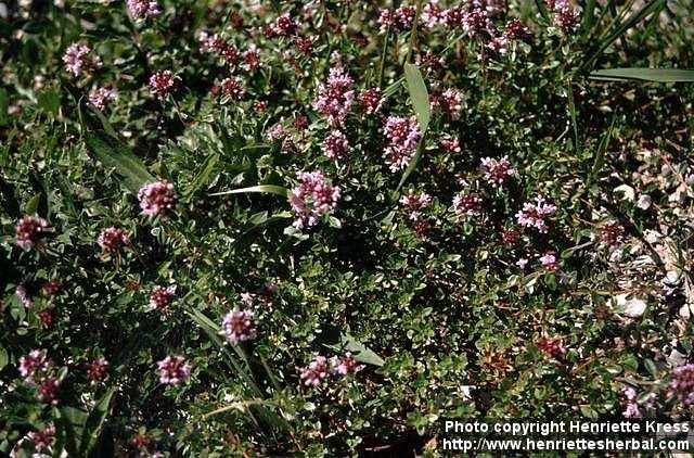 Photo: Thymus serpyllum 3.