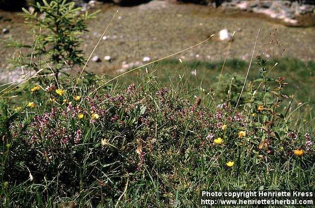 Photo: Thymus serpyllum 2.