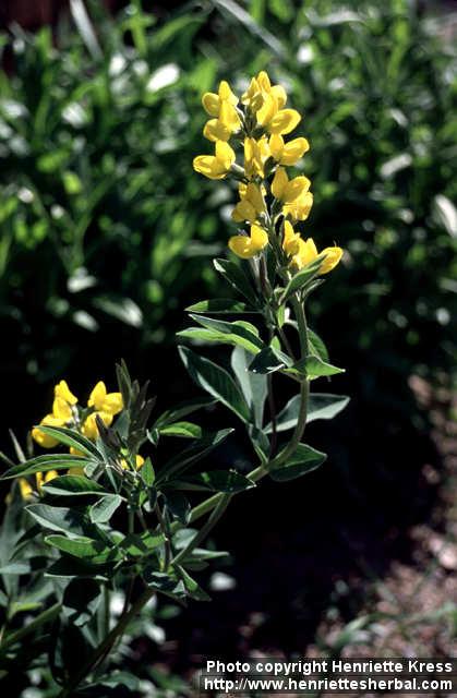 Photo: Thermopsis montana 5.