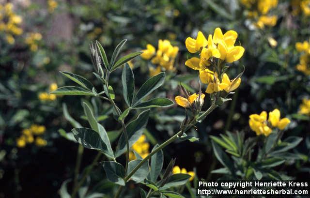 Photo: Thermopsis montana 8.