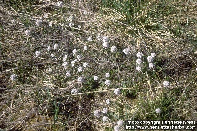 Photo: Thlaspi caerulescens 1.