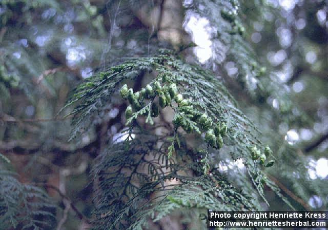 Photo: Thuja plicata 1.