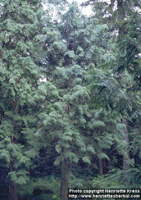 Photo: Thuja plicata 2.