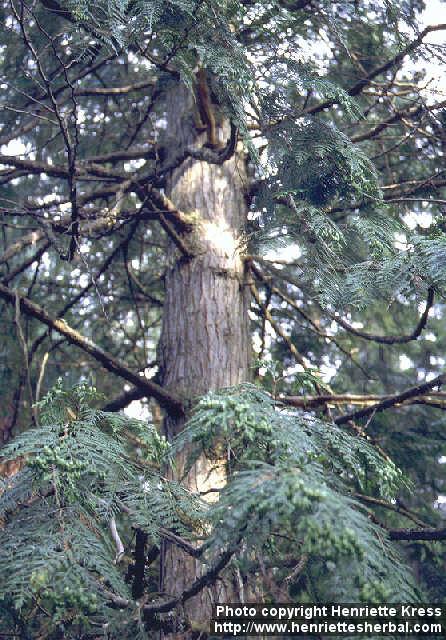 Photo: Thuja plicata.