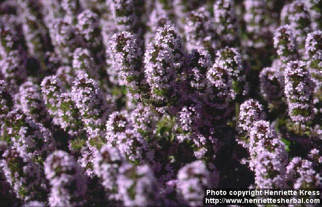 Photo: Thymus pulegioides 1.