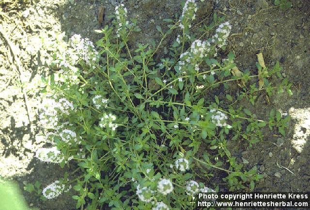 Photo: Thymus pulegioides 2.