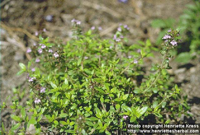 Photo: Thymus pulegioides 3.