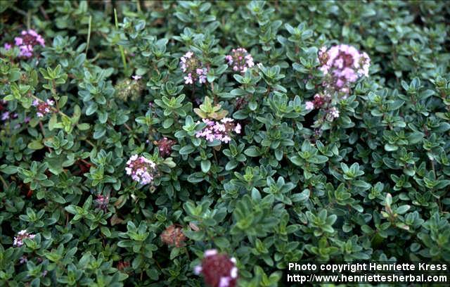 Photo: Thymus pulegioides 7.