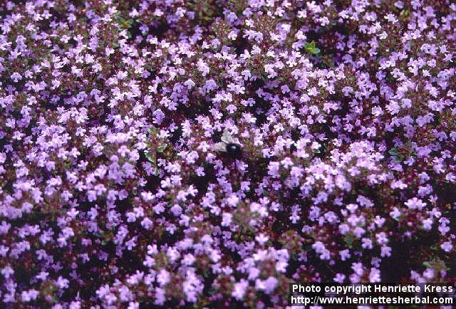 Photo: Thymus serpyllum 1.