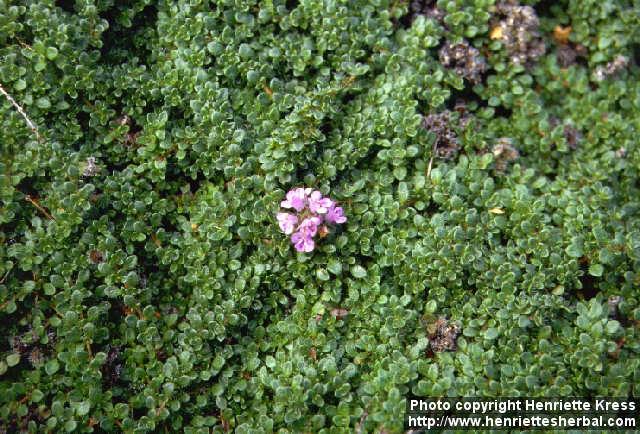 Photo: Thymus serpyllum 5.