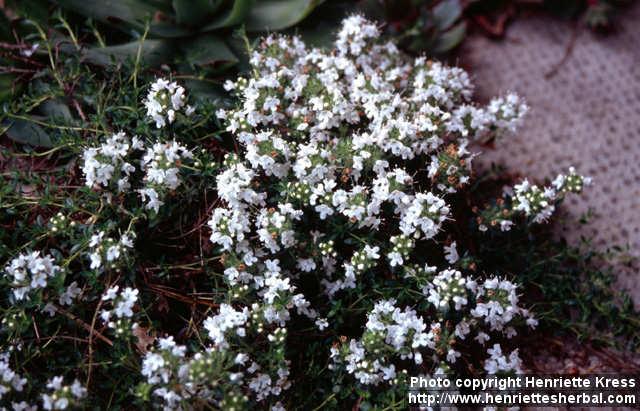 Photo: Thymus serpyllum 6.