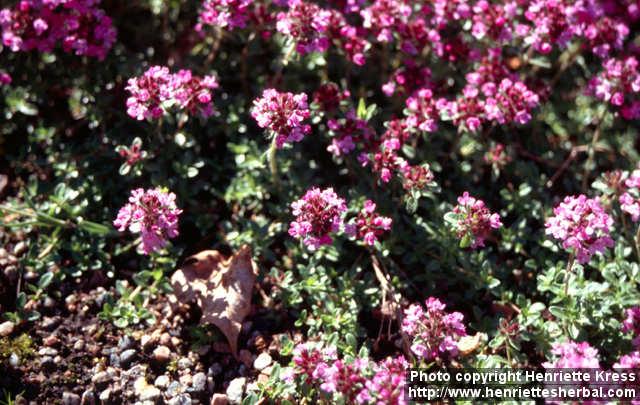 Photo: Thymus serpyllum 8.