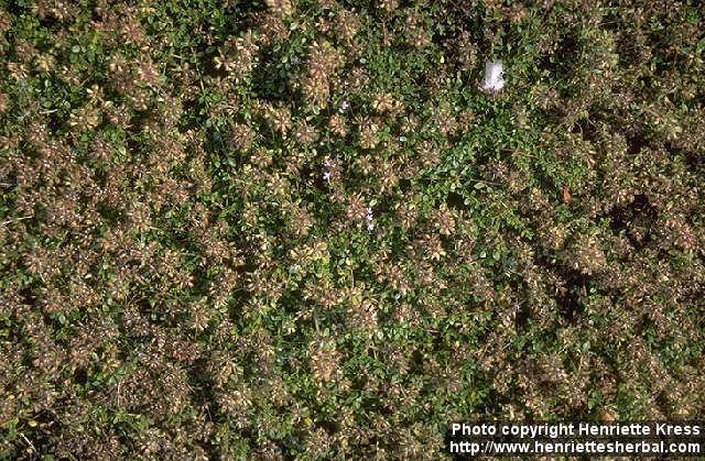 Photo: Thymus serpyllum.