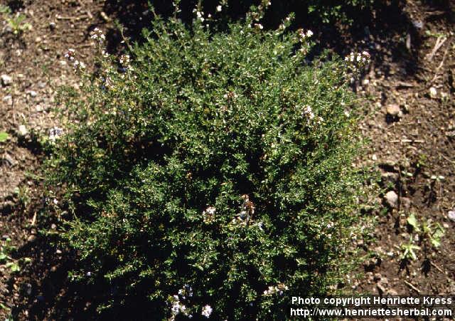 Photo: Thymus vulgaris 1.