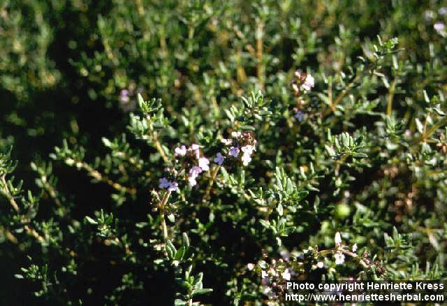 Photo: Thymus vulgaris 2.