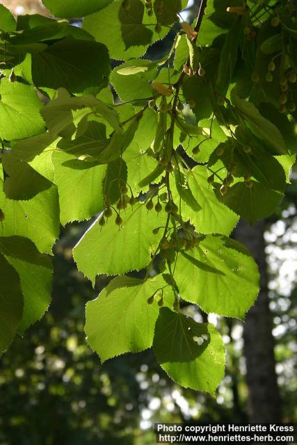 Photo: Tilia cordata.