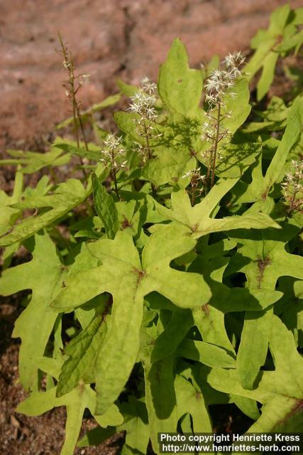 Photo: Tiarella.