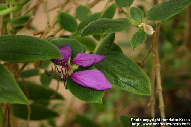 Photo: Tibouchina urvilleana.